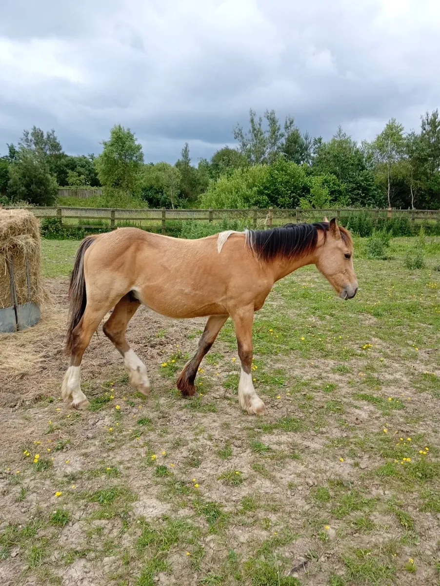 1 year old colt Dunn - Image 1