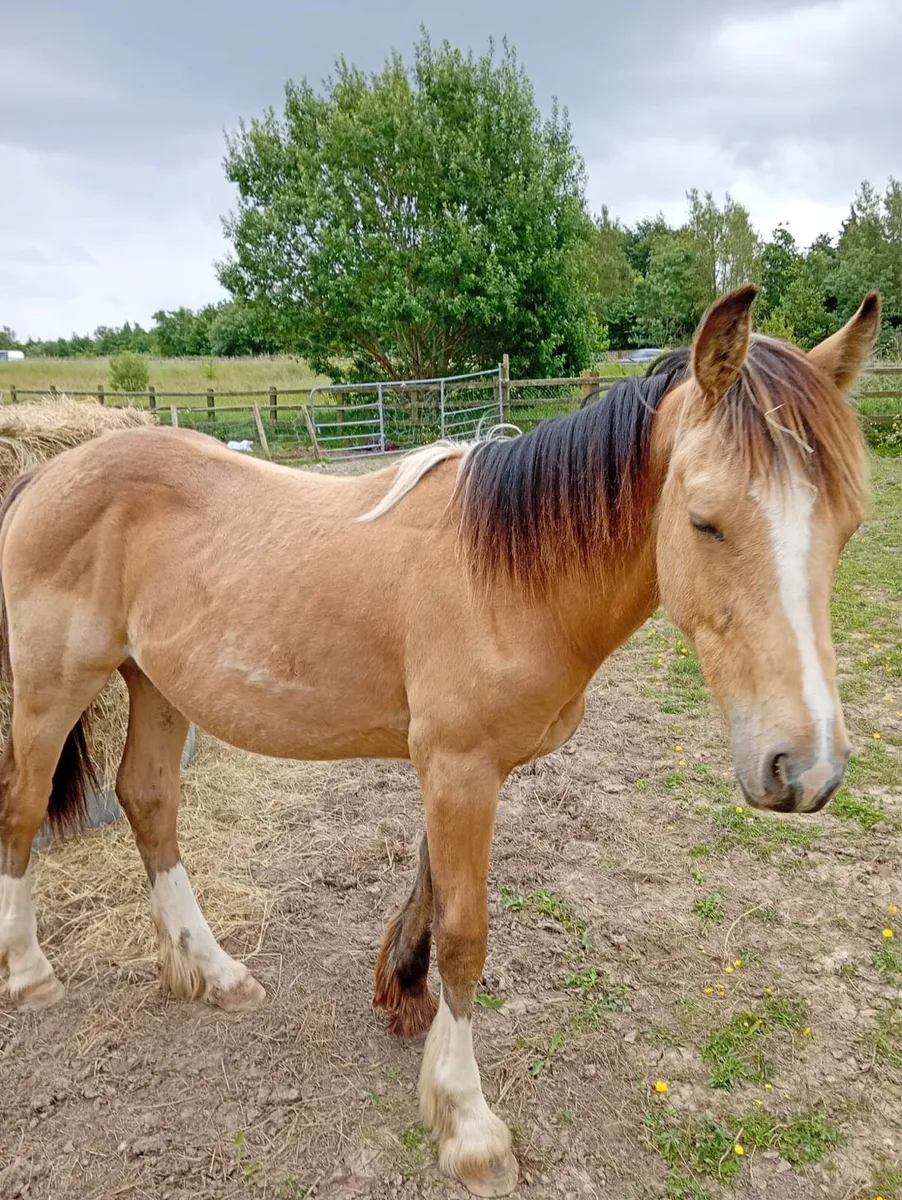 1 year old colt Dunn - Image 2