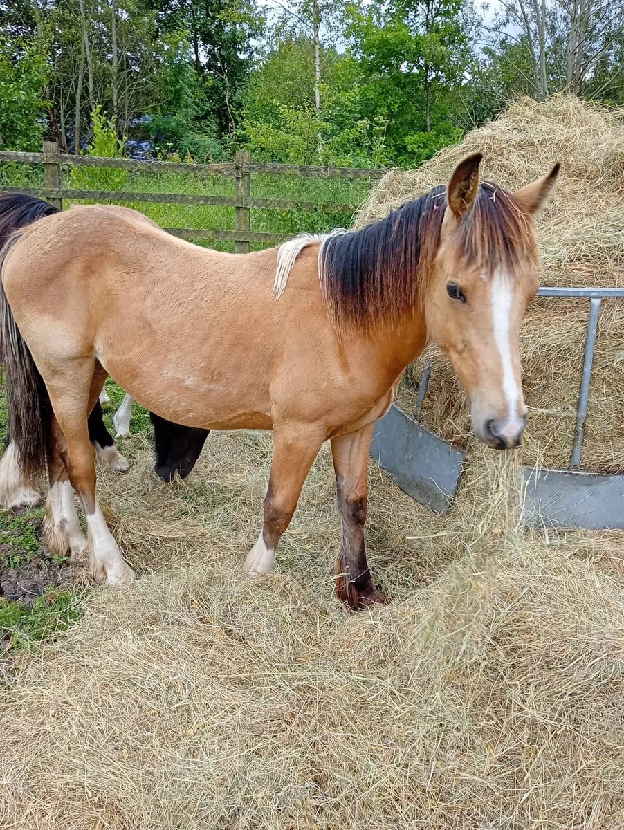 1 year old colt Dunn - Image 3