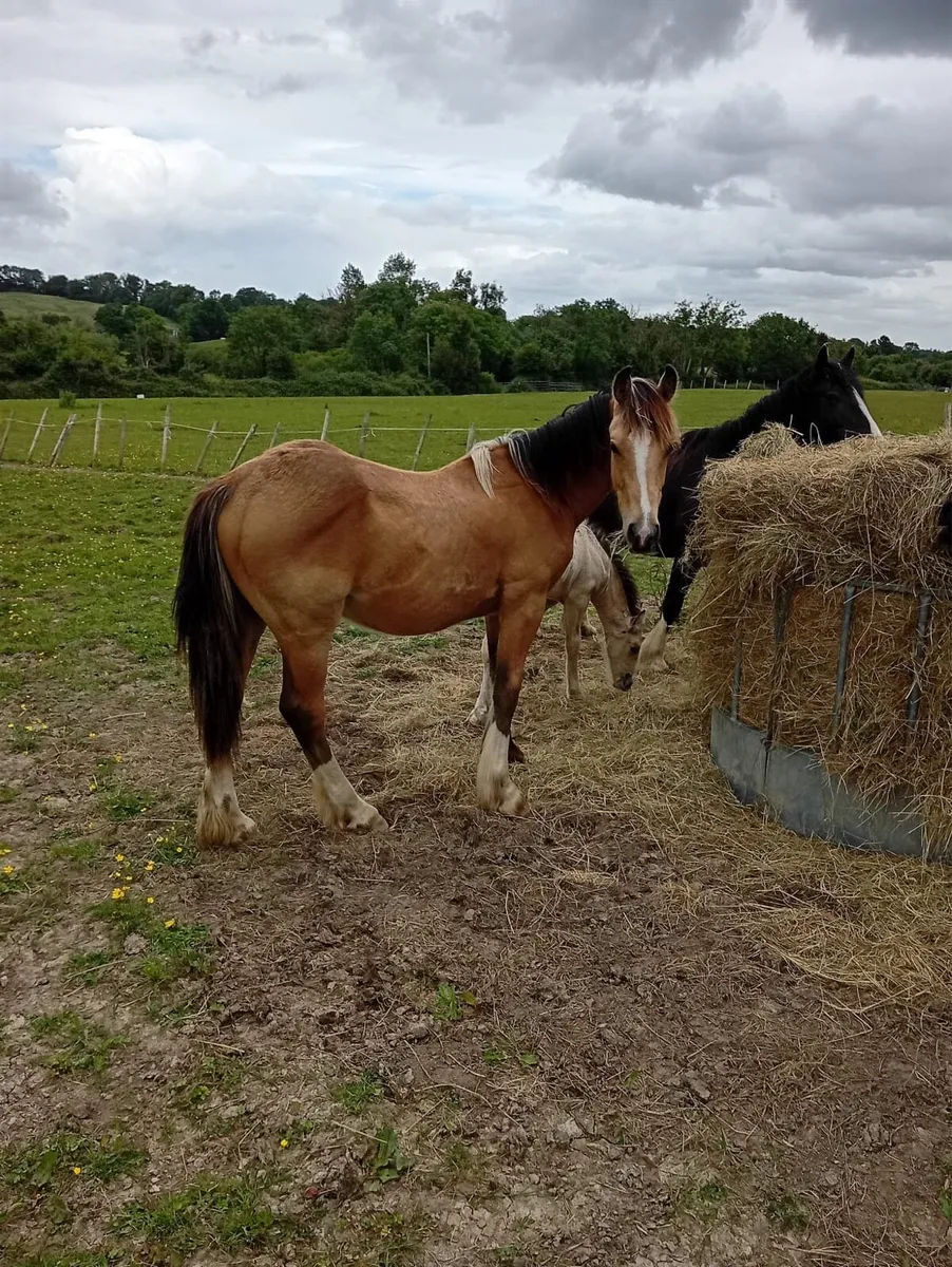 1 year old colt Dunn - Image 4