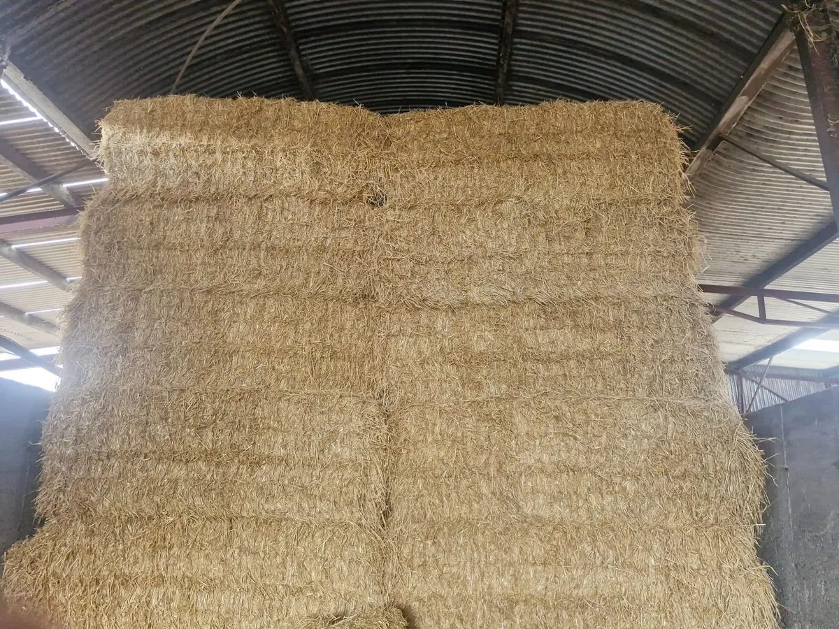 Barley Straw