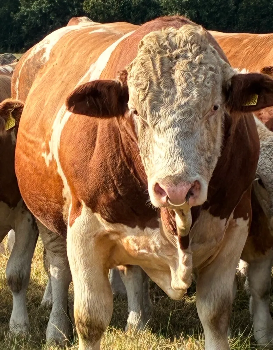 Bull - Image 1
