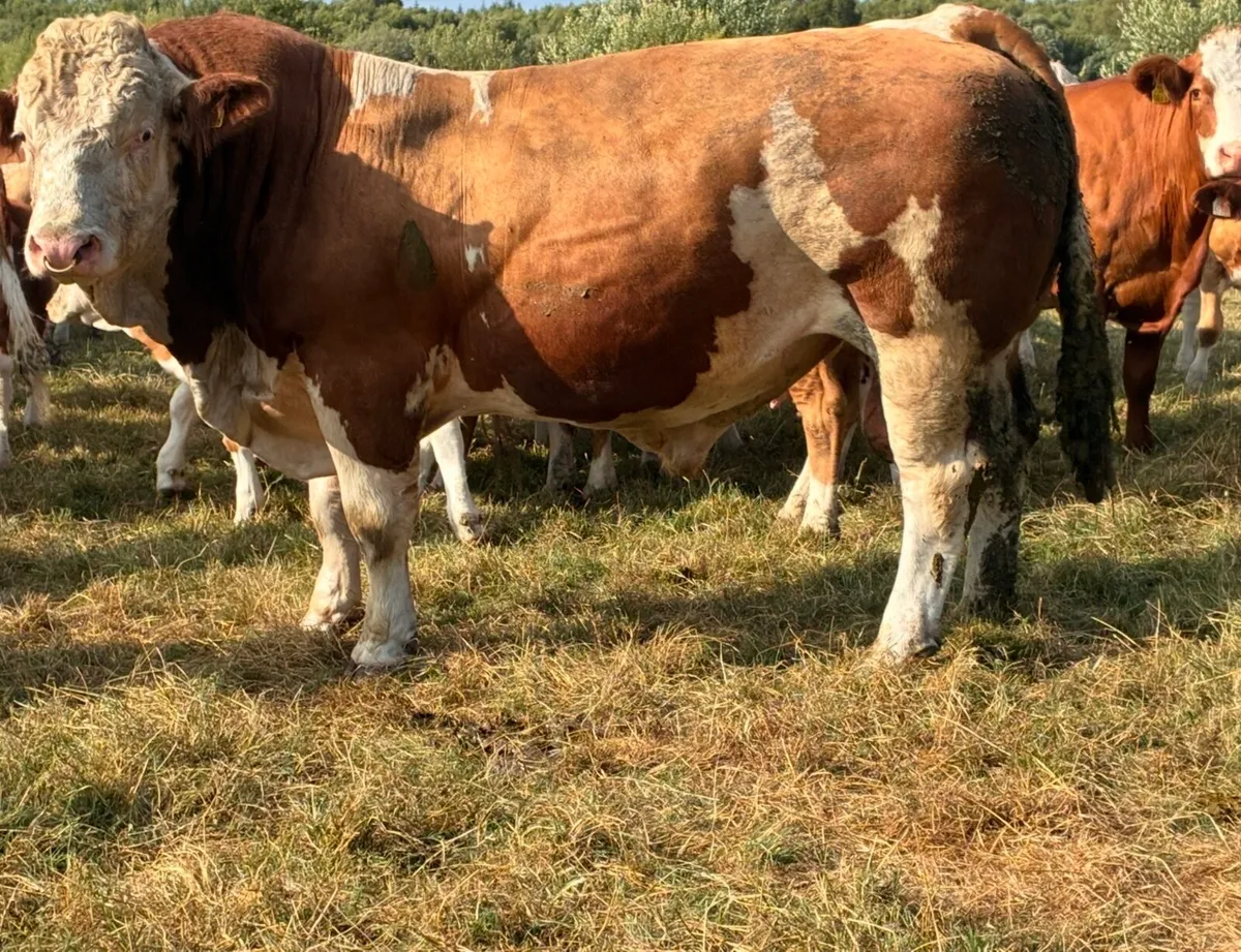 Bull - Image 3