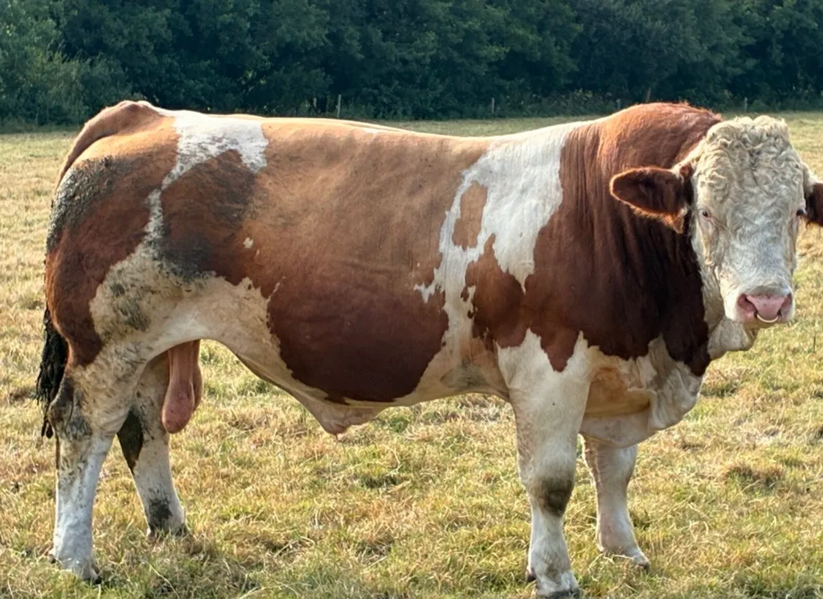 Bull - Image 2