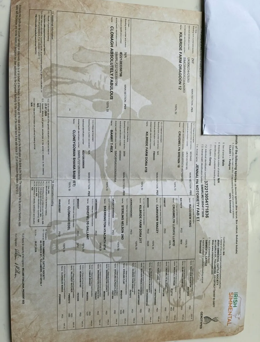 Bull - Image 4