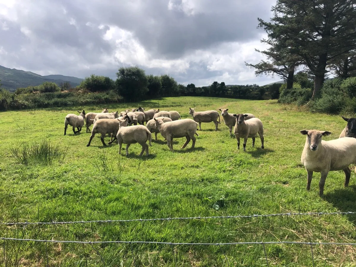 Hogget Ewes - Image 2