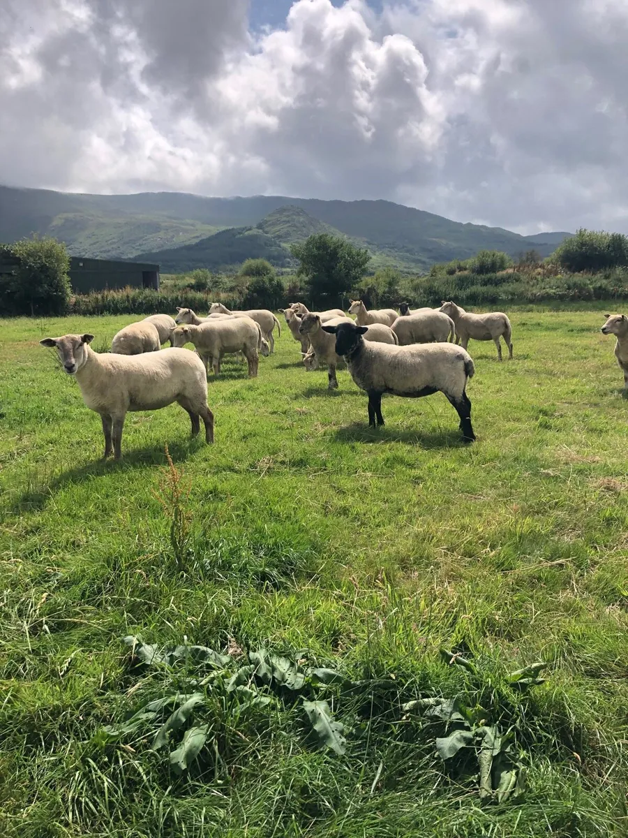 Hogget Ewes - Image 4