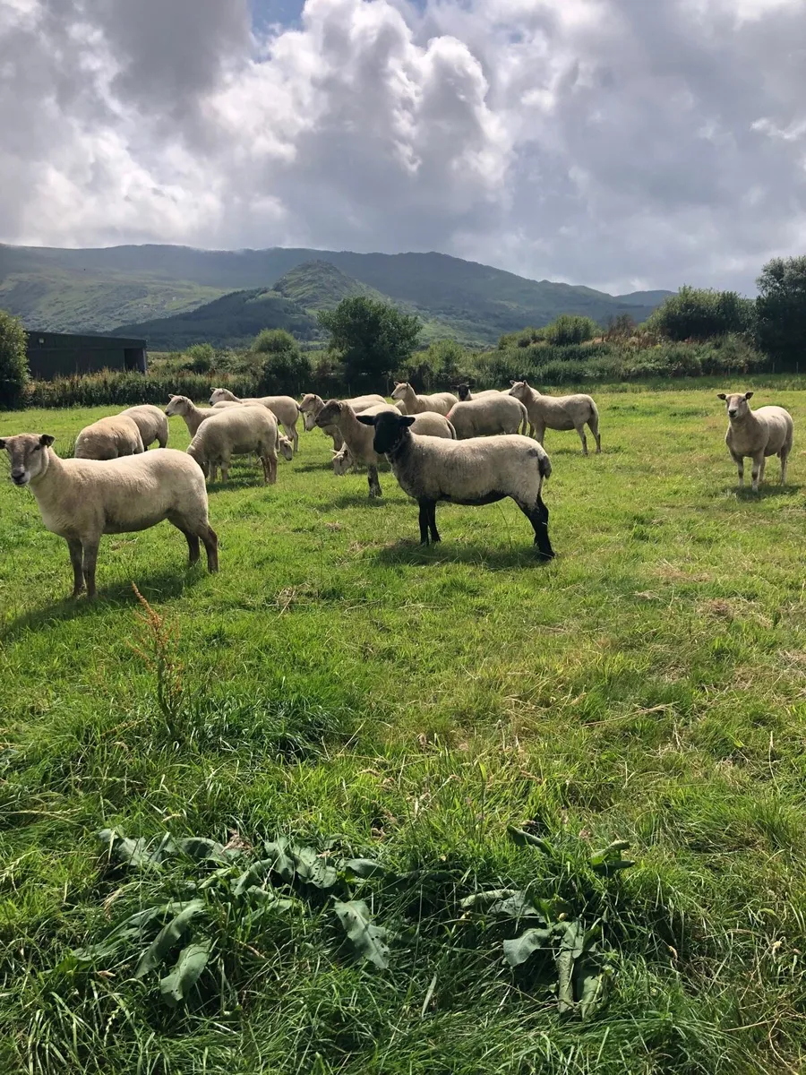 Hogget Ewes - Image 3