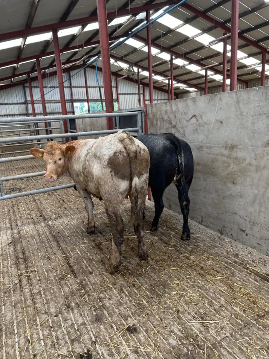 Roaned heifers - Image 3