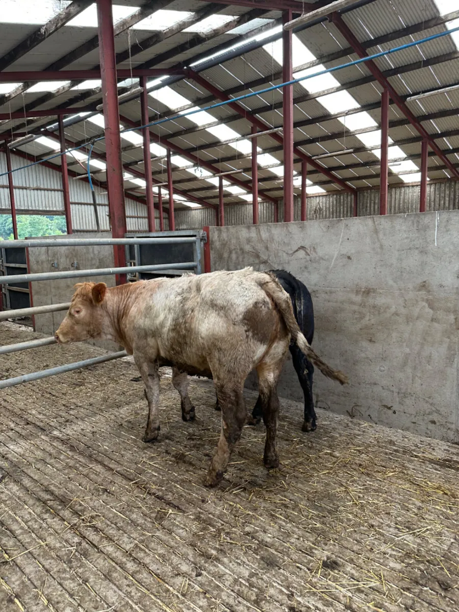 Roaned heifers - Image 2