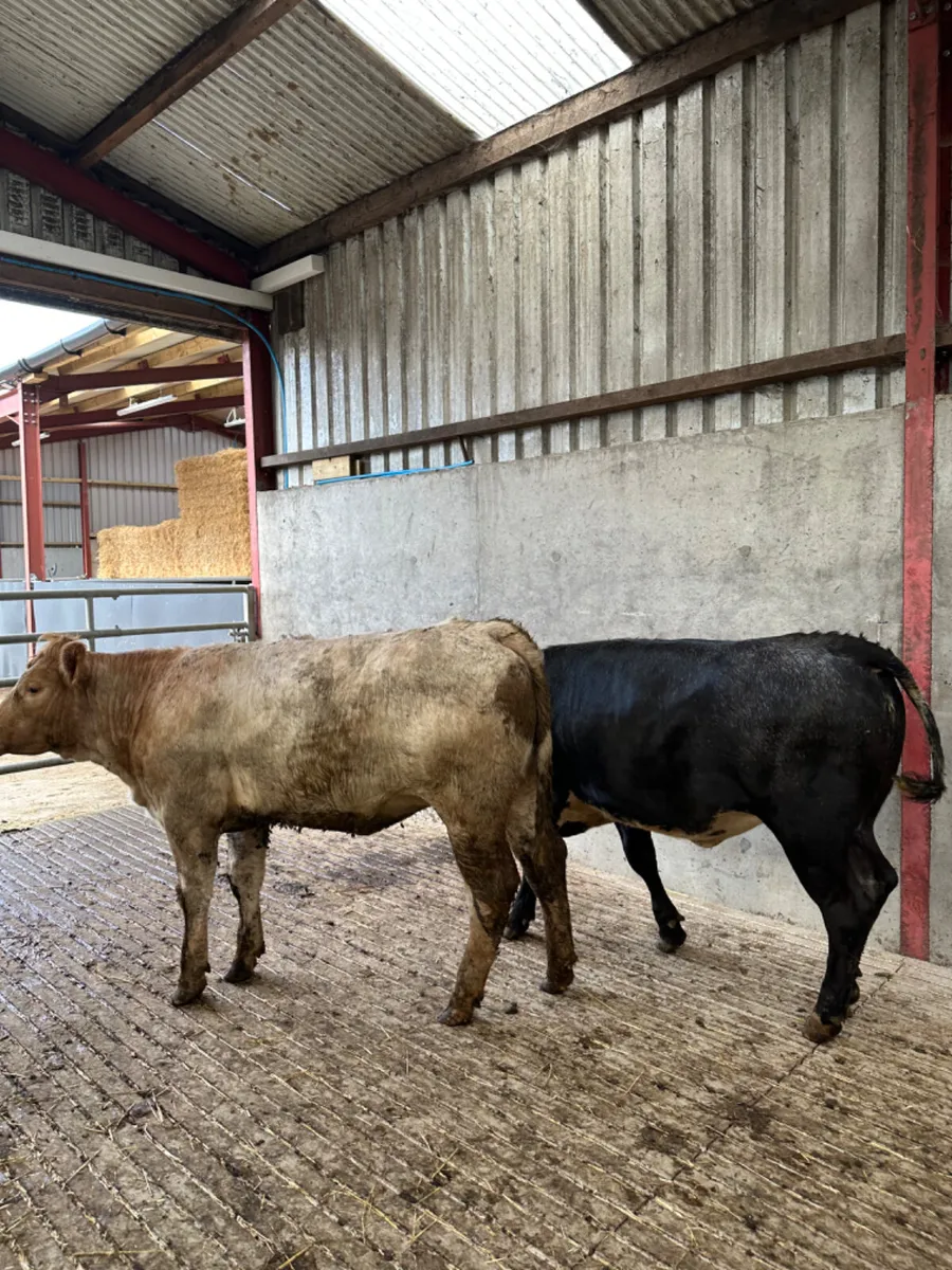 Roaned heifers - Image 4