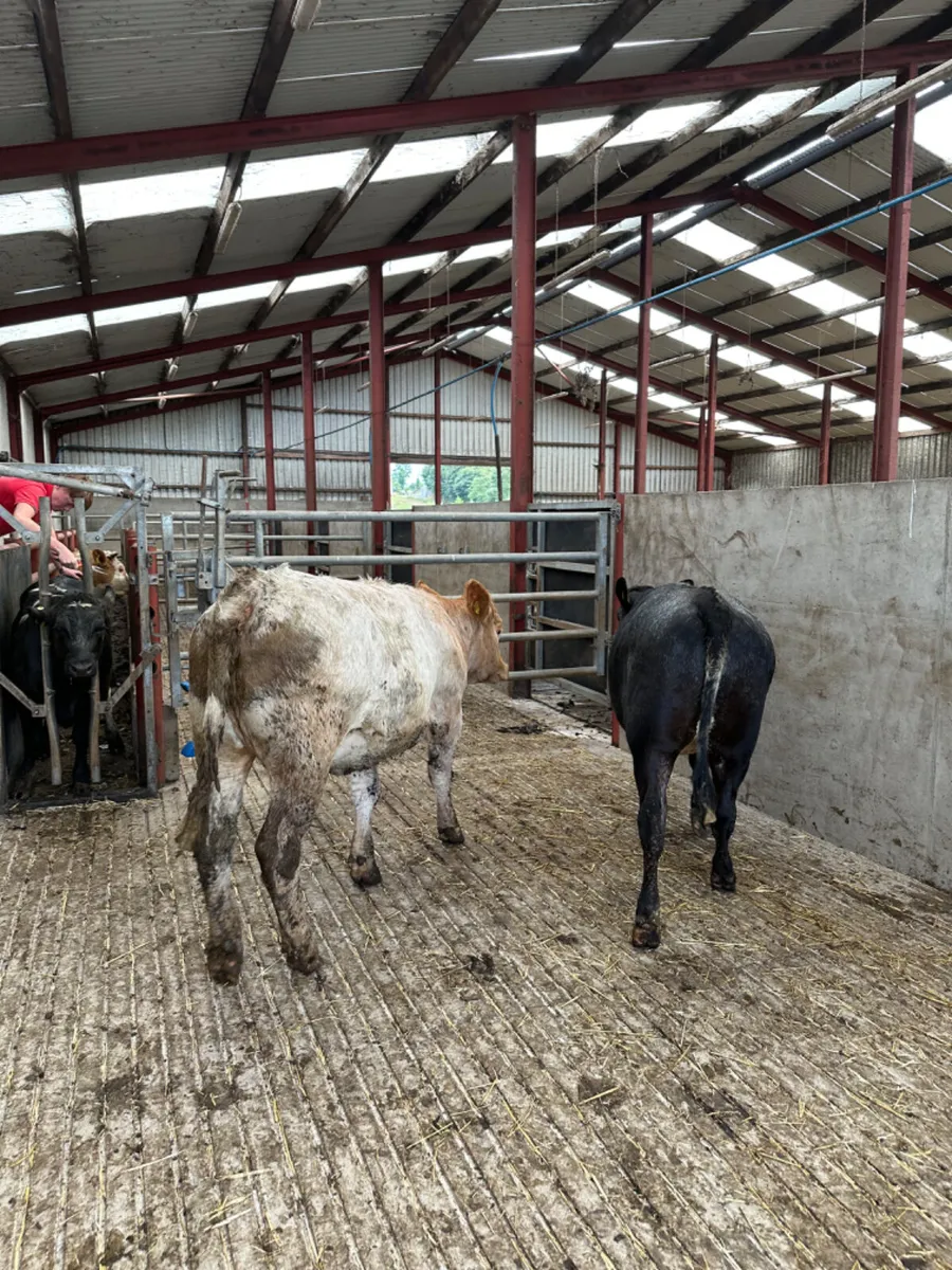 Roaned heifers - Image 1