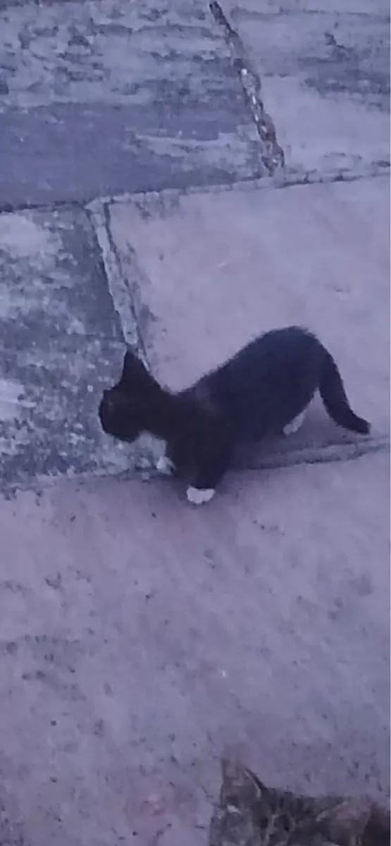 Kittens - Image 1