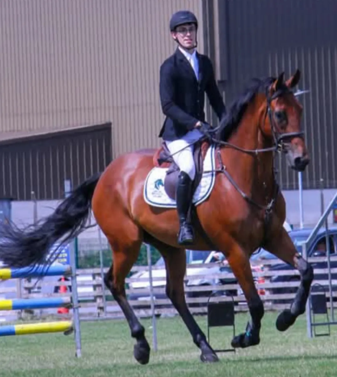 5y/o TIH Gelding - Image 1