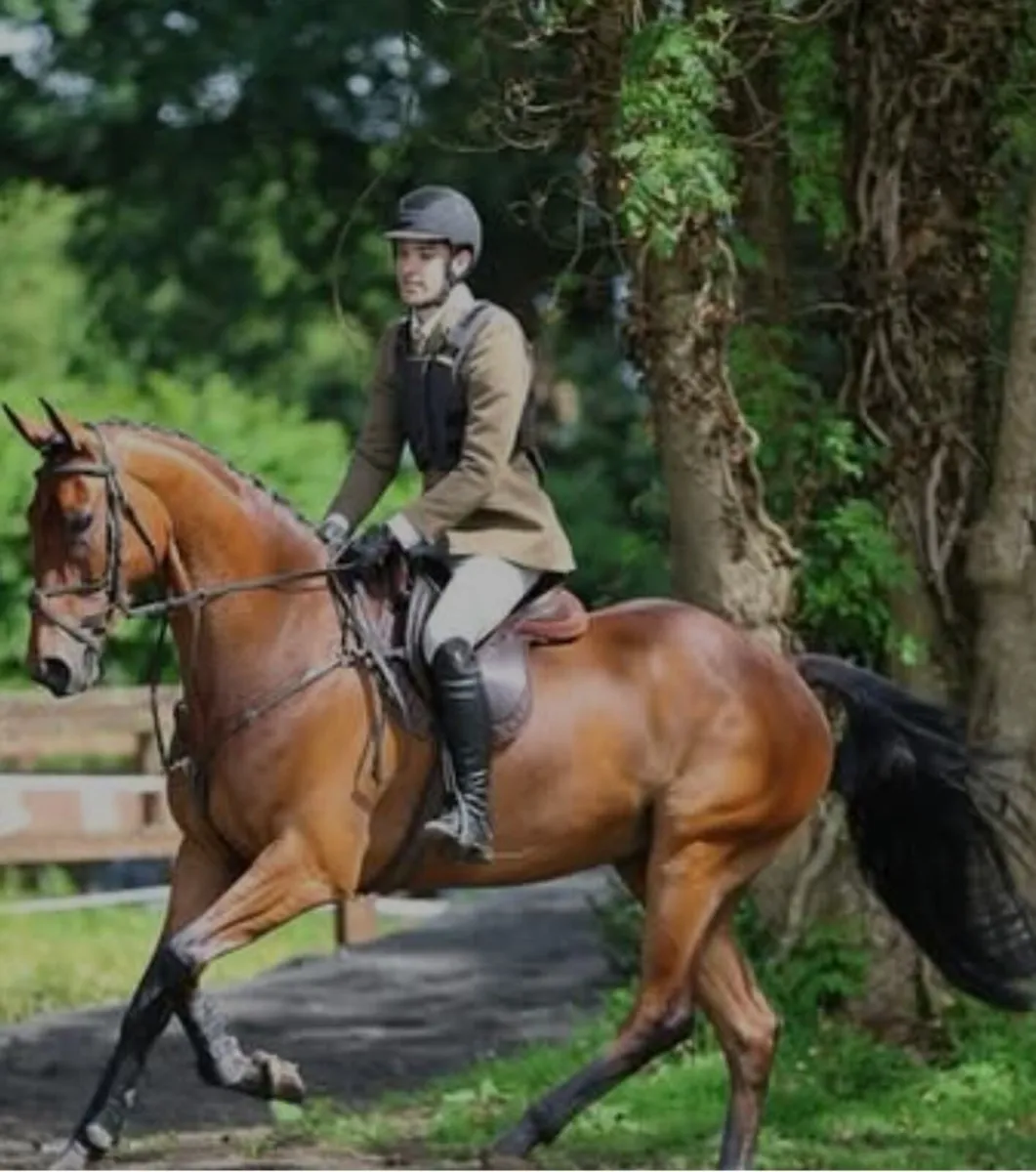5y/o TIH Gelding - Image 2