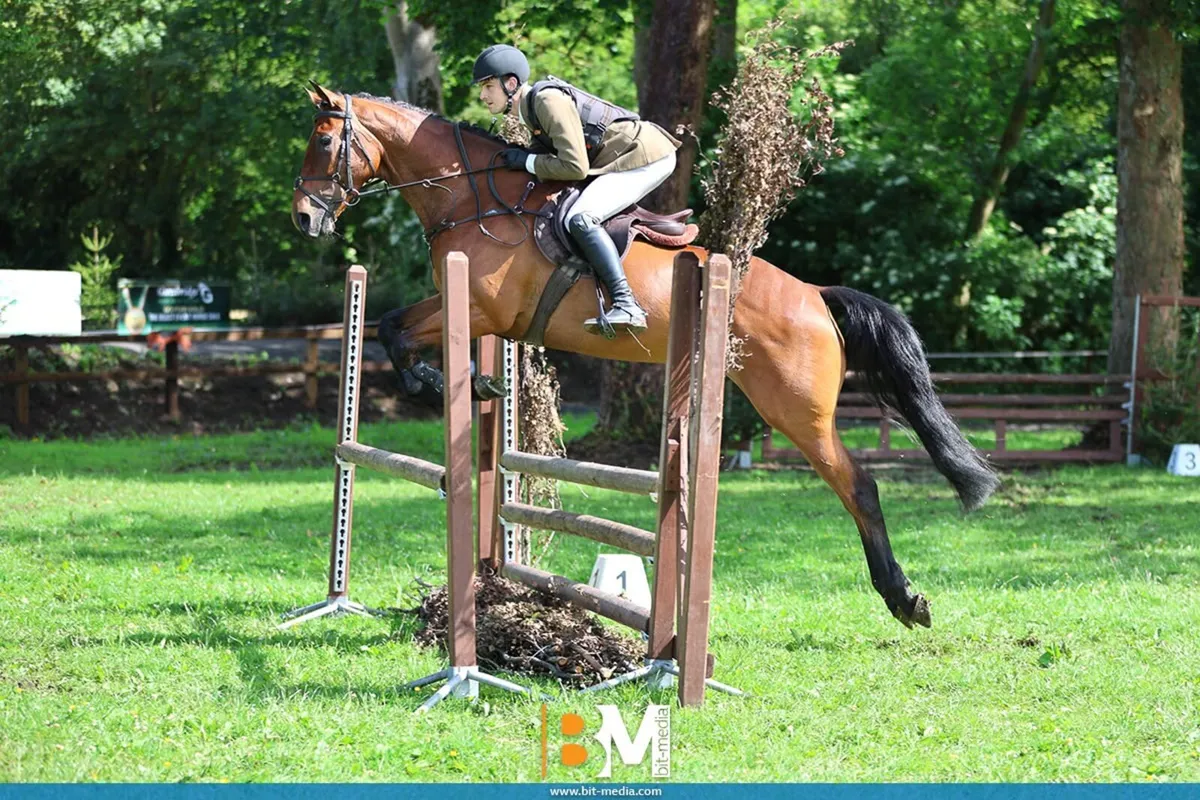 5y/o TIH Gelding - Image 3