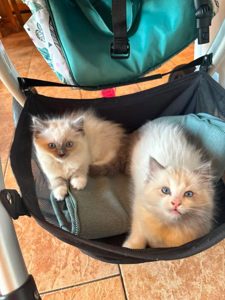 Chunky Ragdoll kittens for sale🐱🐱🐱 - Image 1