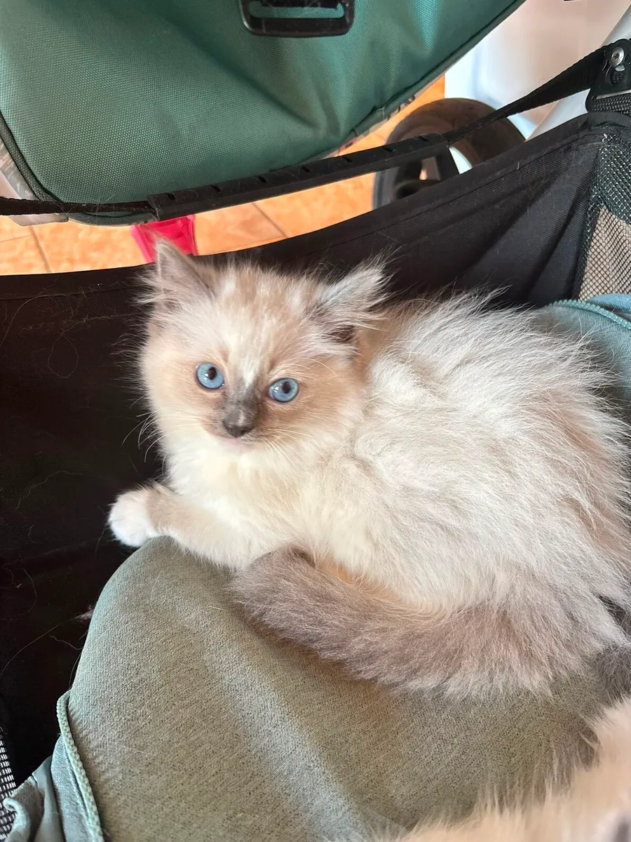 Chunky Ragdoll kittens for sale🐱🐱🐱 - Image 2