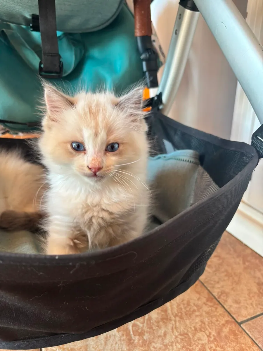 Chunky Ragdoll kittens for sale🐱🐱🐱 - Image 3