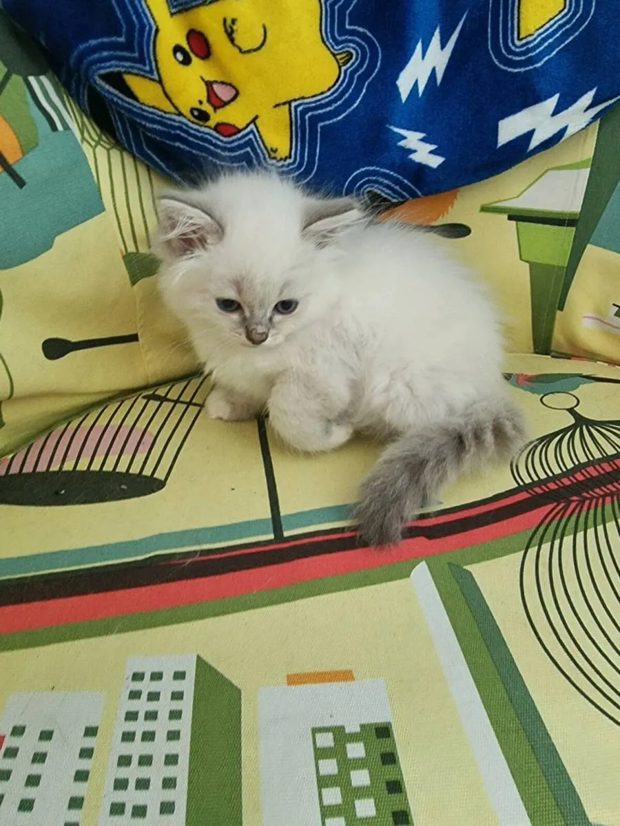 Chunky Ragdoll kittens for sale🐱🐱🐱 - Image 4