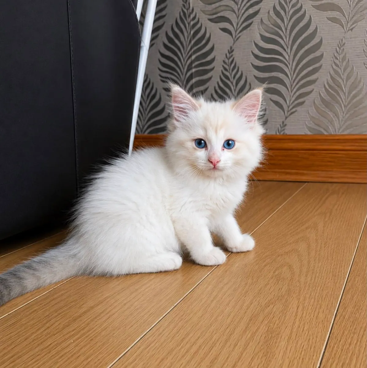 Chunky Ragdoll kittens for sale🐱🐱🐱 - Image 1