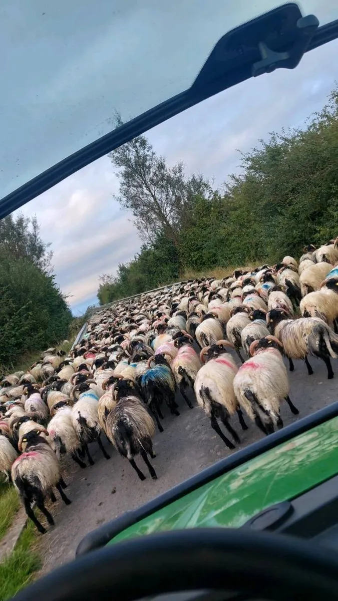 Store lambs - Image 1