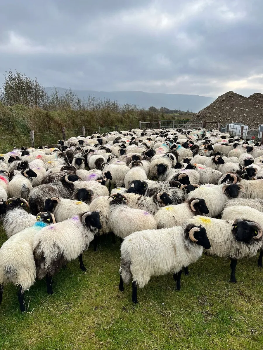 Store lambs - Image 2