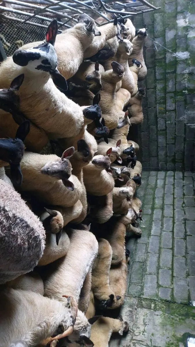 Store lambs - Image 3