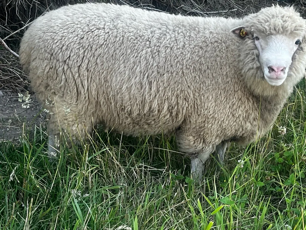 Dorset ram lamb - Image 1