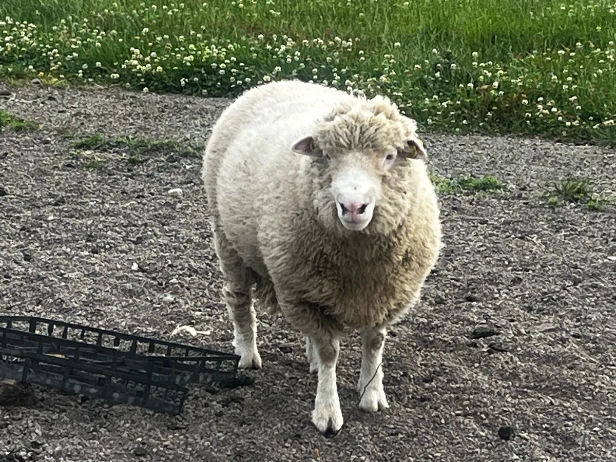 Dorset ram lamb - Image 2