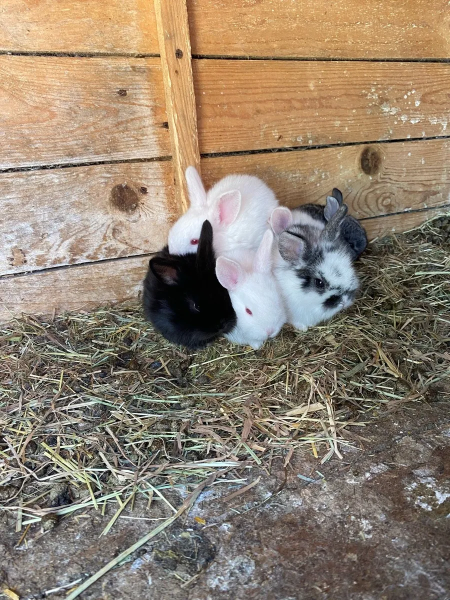 Baby Rabbits - Image 1