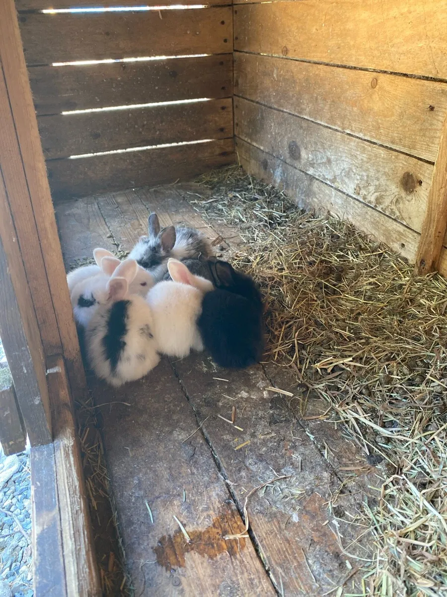 Baby Rabbits - Image 2
