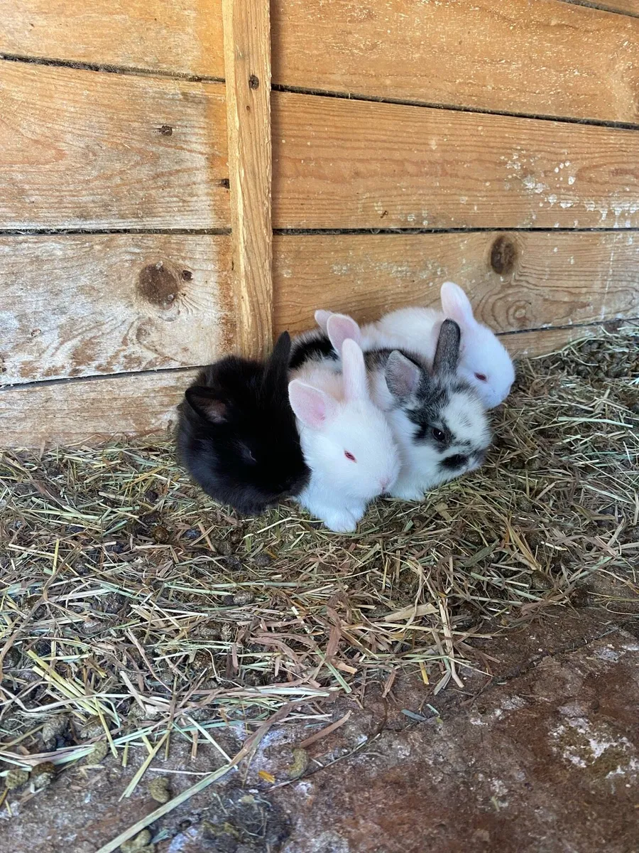 Baby Rabbits - Image 3