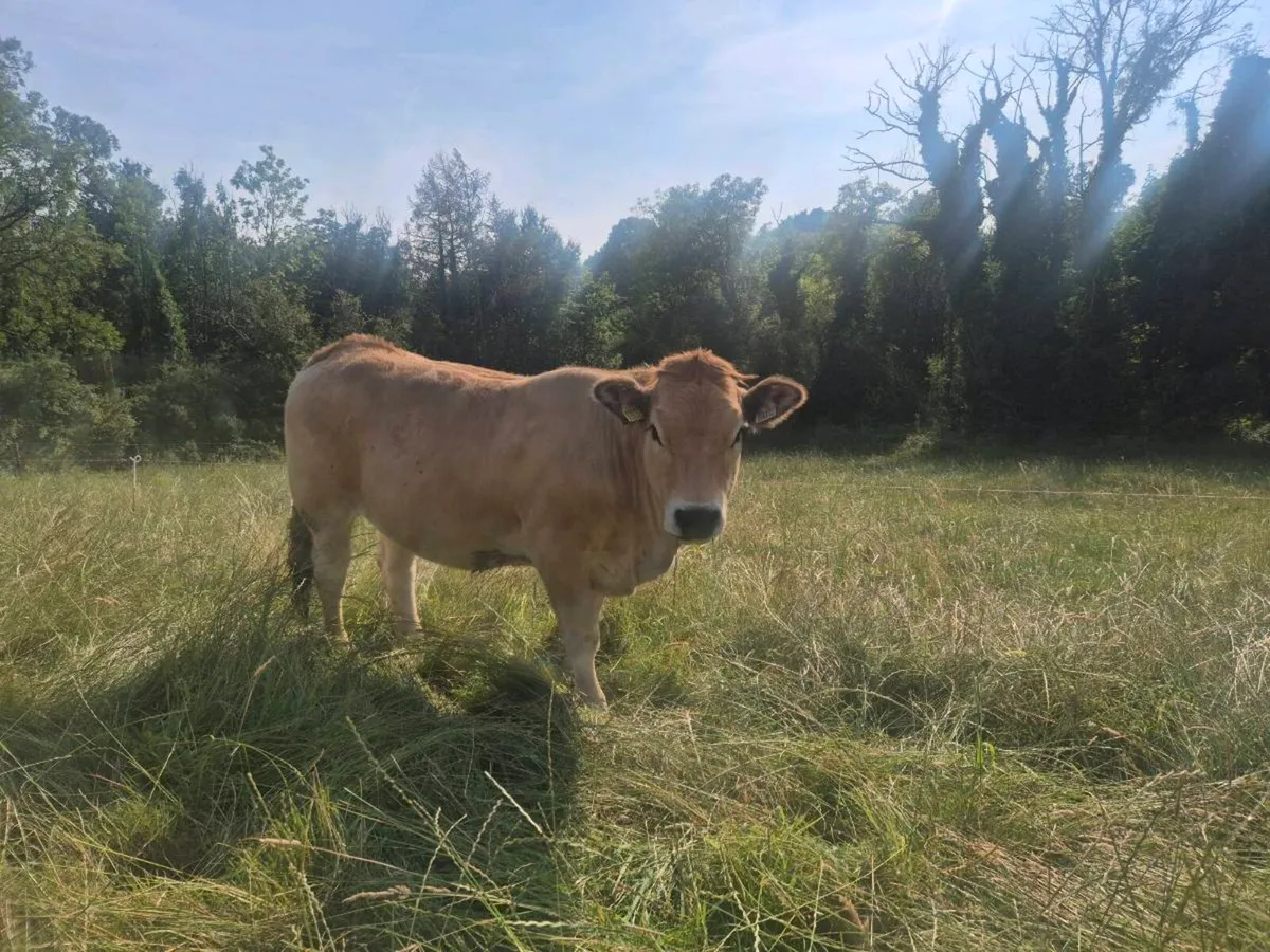 Pedigree Aubrac Heifers - Image 3