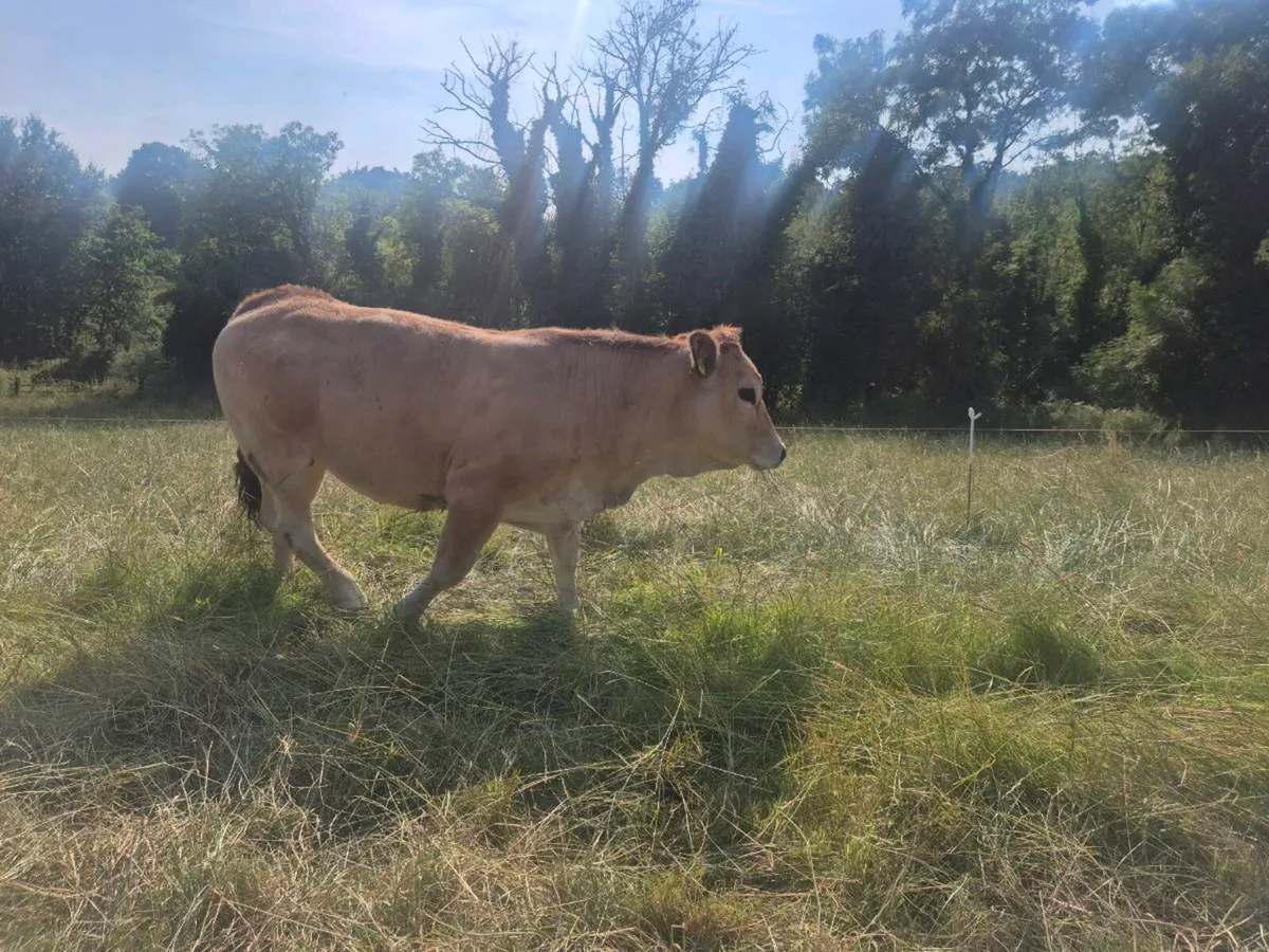 Pedigree Aubrac Heifers - Image 4