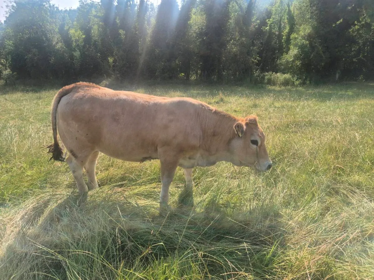 Pedigree Aubrac Heifers - Image 1
