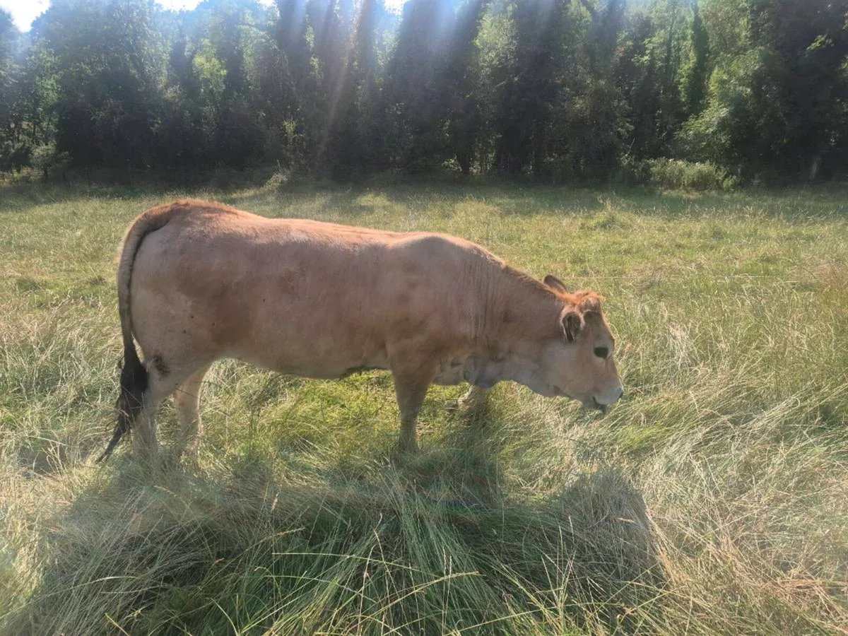 Pedigree Aubrac Heifers - Image 2