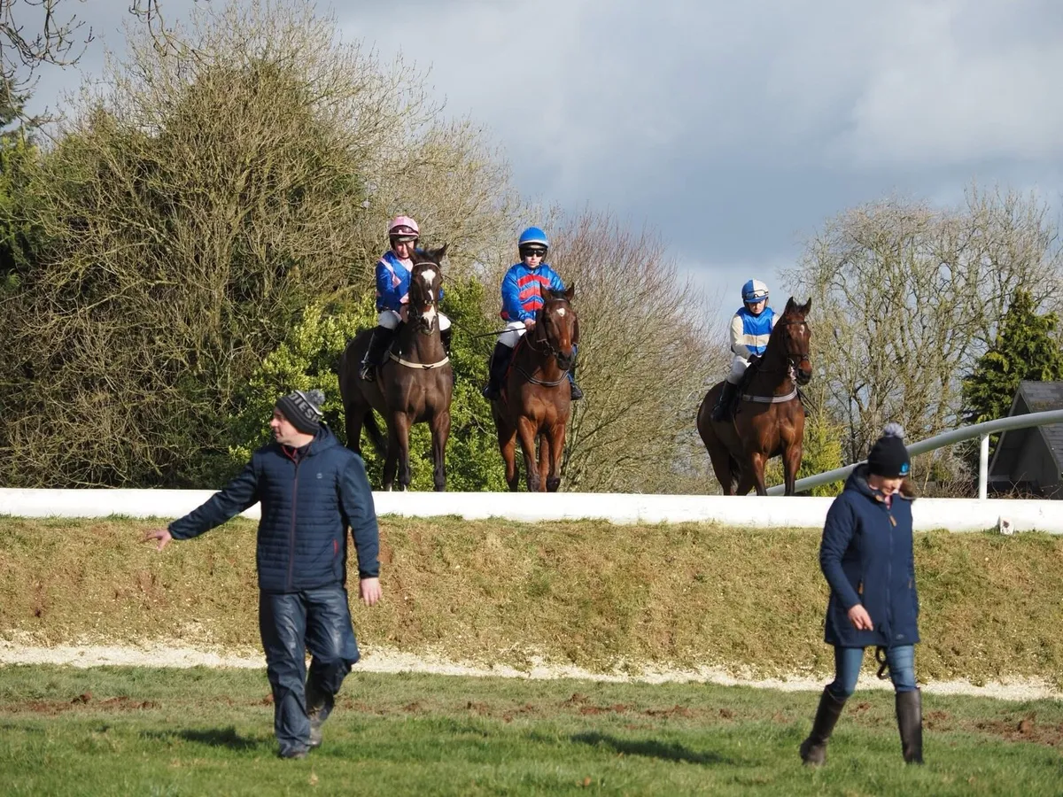 16.1 thoroughbred gelding - Image 2