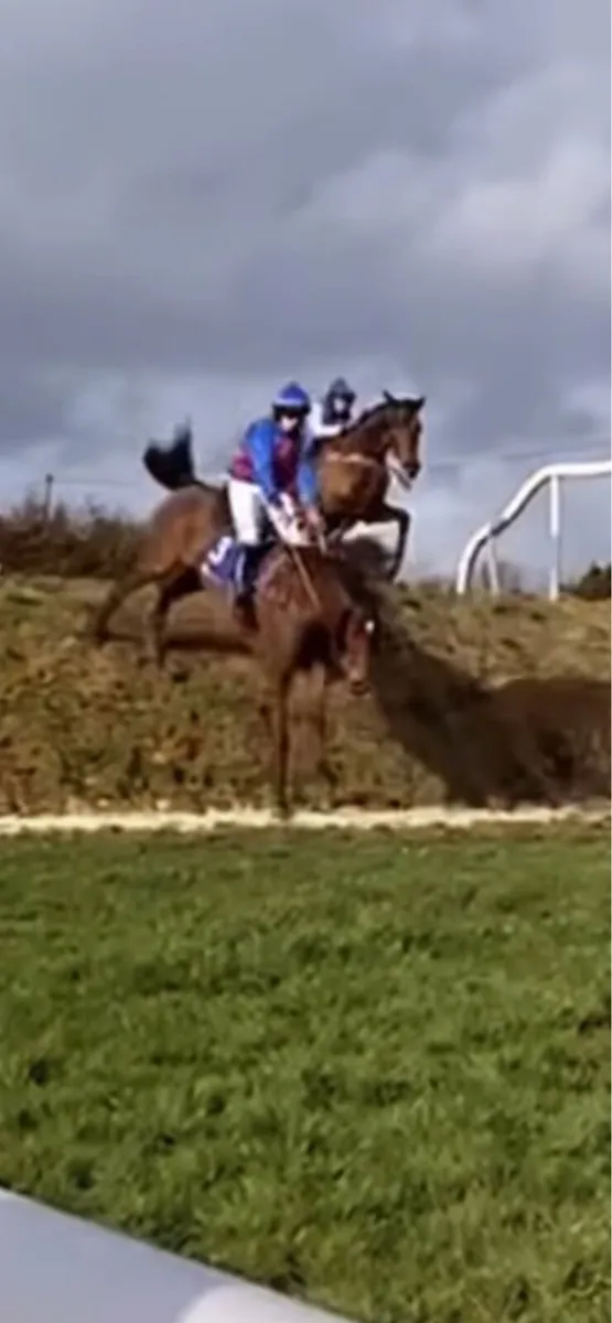 16.1 thoroughbred gelding - Image 3