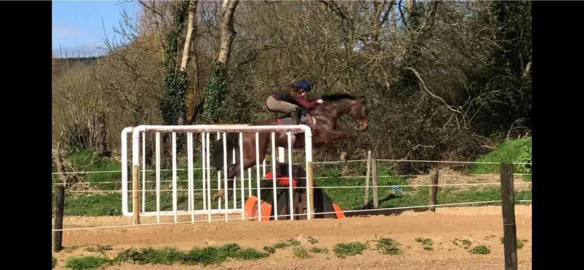 16.1 thoroughbred gelding - Image 1