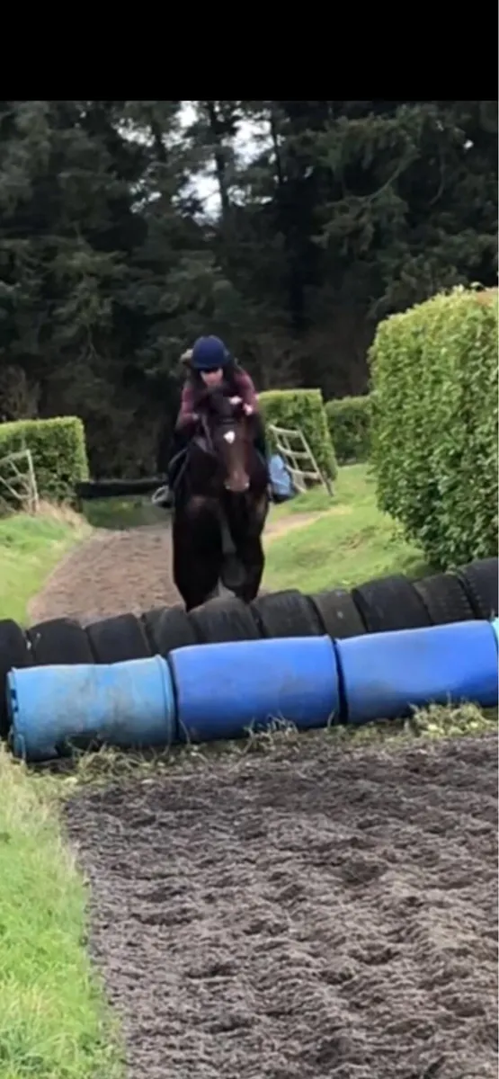 16.1 thoroughbred gelding - Image 4
