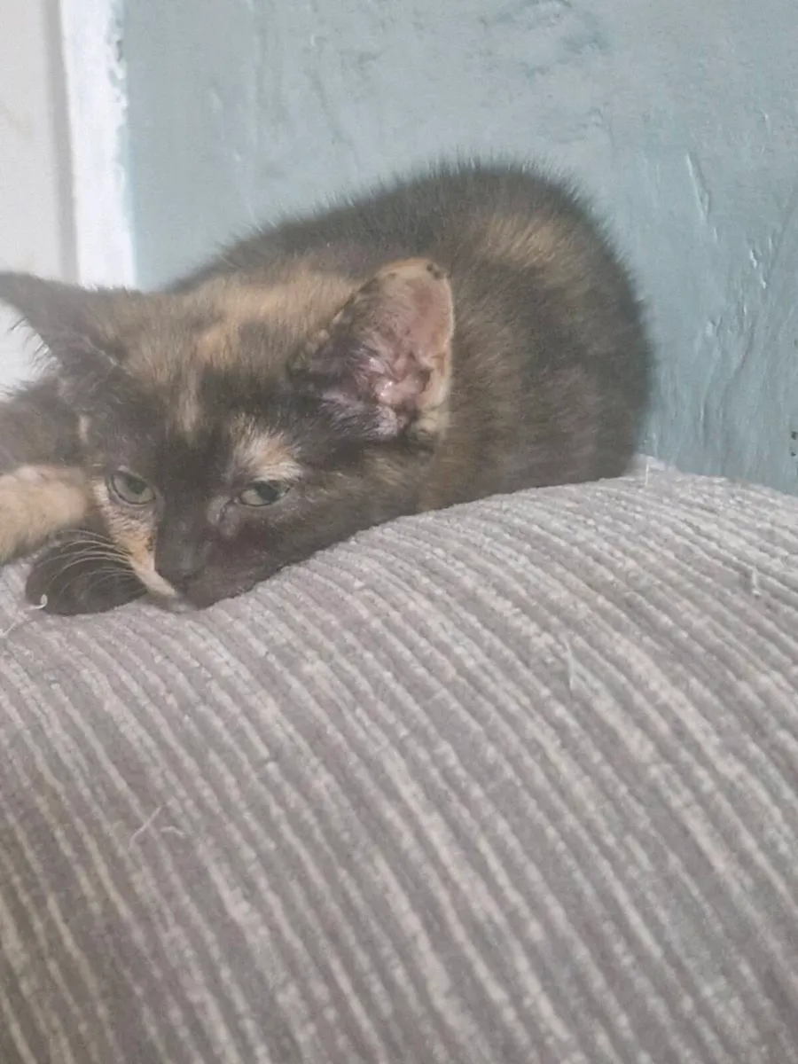 Bristish short hair kittens - Image 4