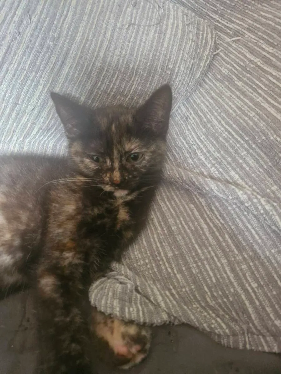 Bristish short hair kittens - Image 2