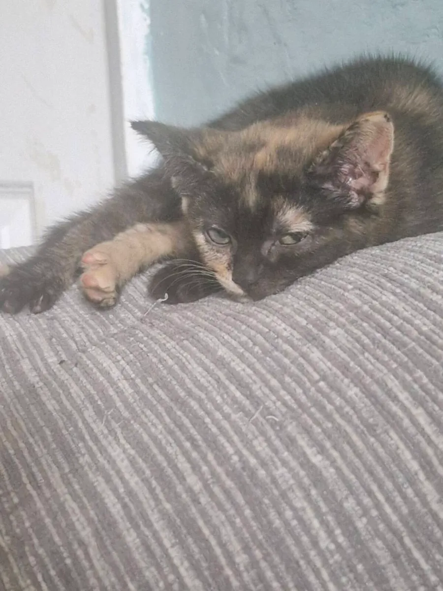 Bristish short hair kittens - Image 3