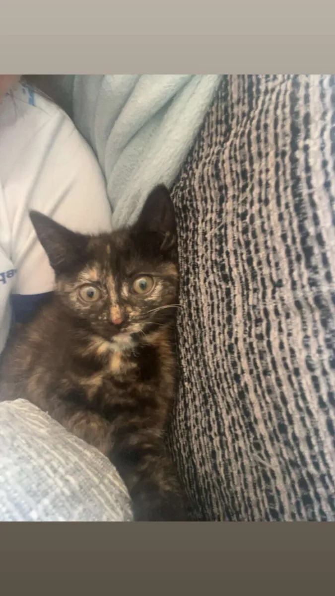 Bristish short hair kittens - Image 1