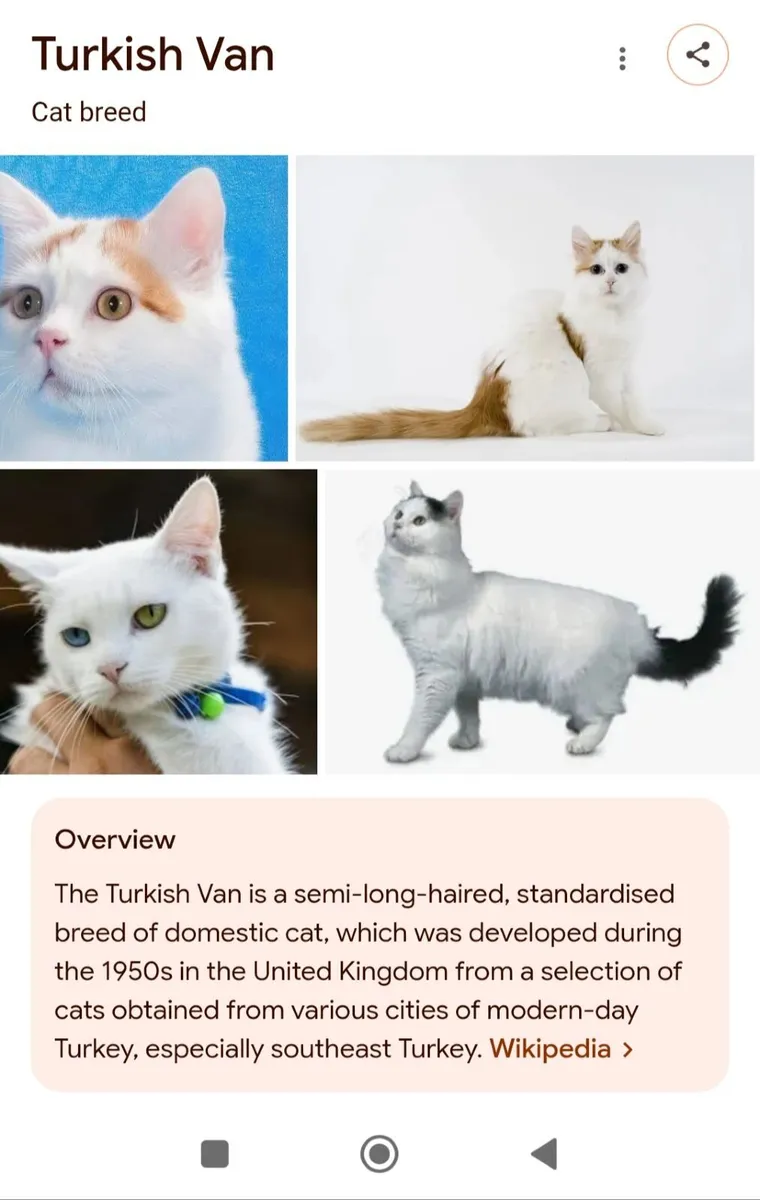 Turkish Van kittens available - Image 4