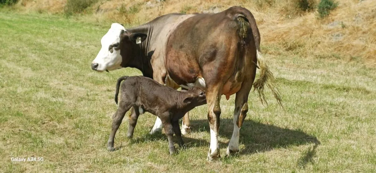 Calved/Incalf Heifers - Image 1