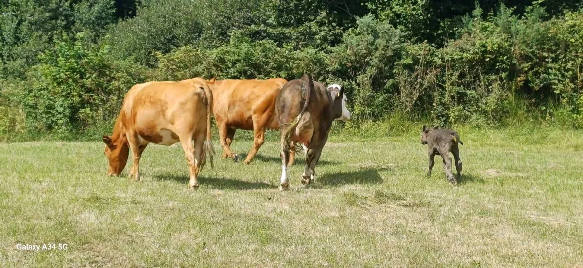 Calved/Incalf Heifers - Image 4