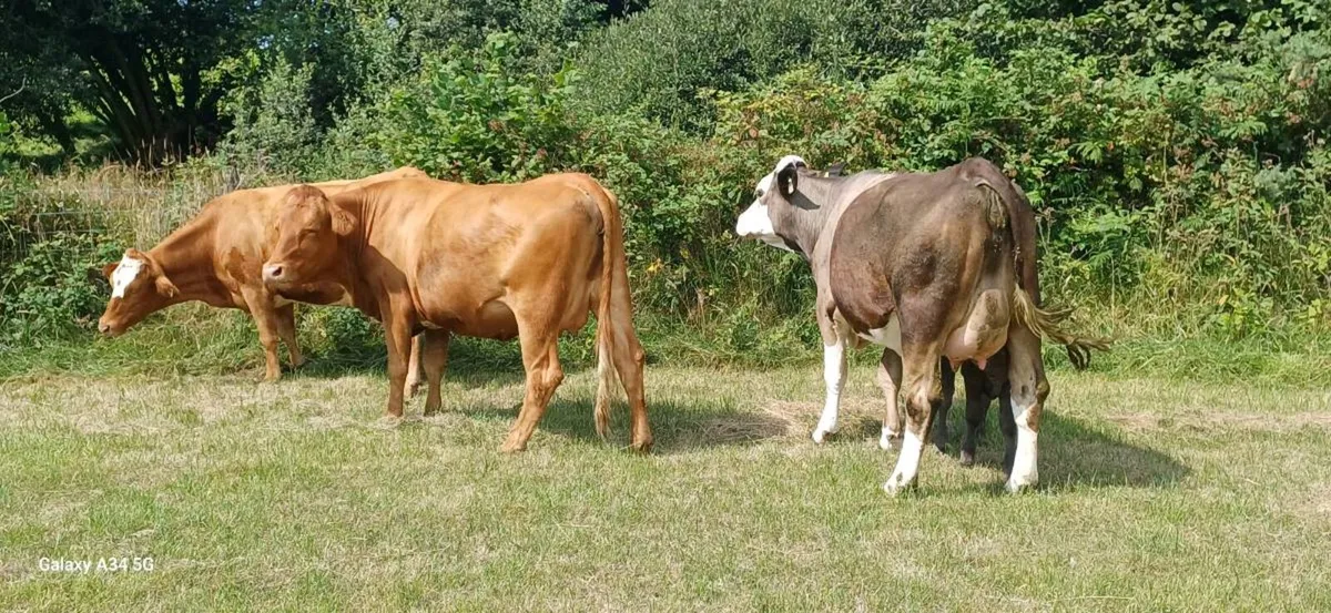 Calved/Incalf Heifers - Image 2