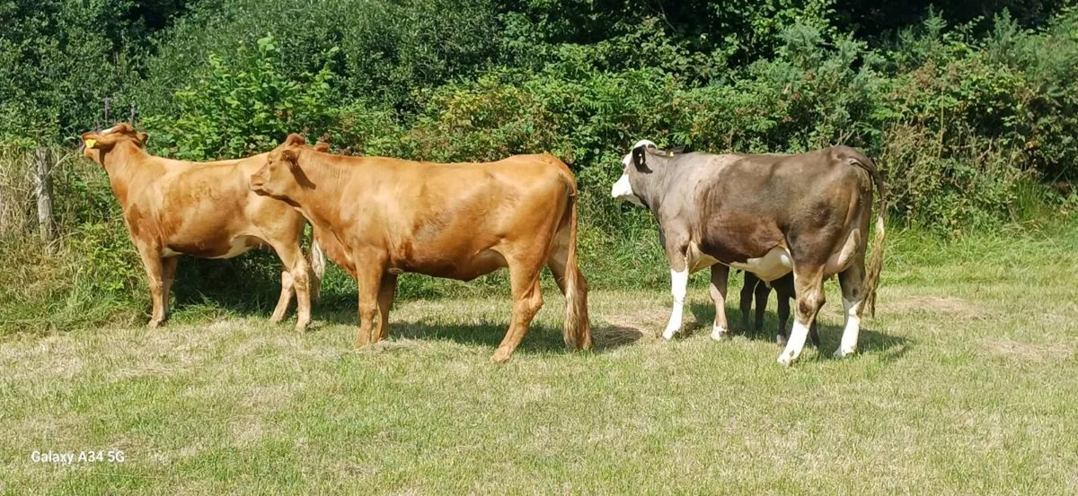 Calved/Incalf Heifers - Image 3